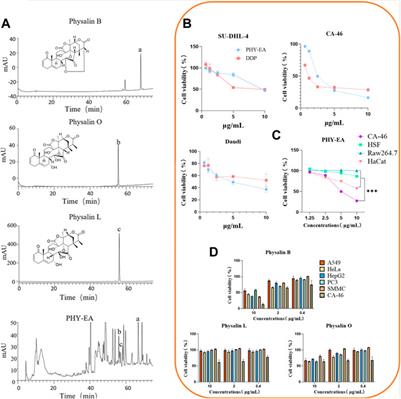 Physalis pubescens L. branch and leaf extracts inhibit lymphoma proliferation by inducing apoptosis and cell cycle arrest